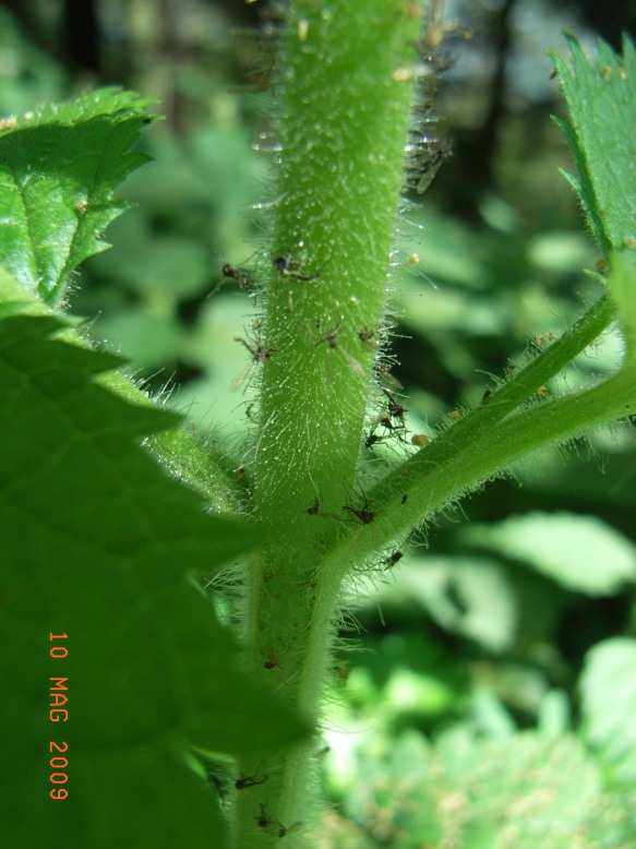 Scrophularia vernalis / Scrofularia gialla